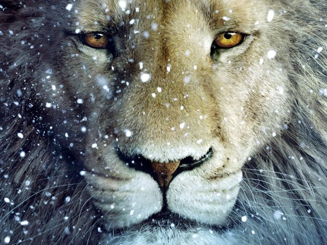 13268387501271867296lion wallpapers for ipad